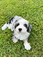 Cabana-Mini-OFA&GenTestedParents, a male Miniature Bernedoodle for sale in Candler, NC – 5 of 8