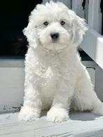 Lake-Mini/Petite, a male Miniature Bernedoodle for sale in Candler, NC – 3 of 5