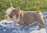 Husky New Shade & Tan w Fluffy, a male French Bulldog for sale in Candler, NC – 1 of 2