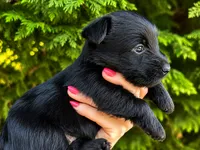 Lottie, a female Scottish Terrier for sale in Candler, NC – 4 of 4