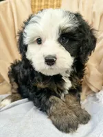 Tiki, a male Miniature Bernedoodle for sale in Candler, NC – 4 of 5
