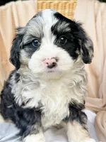 S’mores-Mini/PetiteOFAparents, a male Miniature Bernedoodle for sale in Candler, NC – 1 of 1