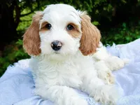MiniHealthTestedTealGirl, a female Miniature Goldendoodle for sale in Candler, NC – Photo 1 of 9