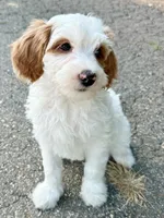 MiniHealthTestedTealGirl, a female Miniature Goldendoodle for sale in Candler, NC – Photo 4 of 9