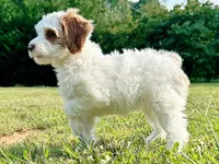 MiniHealthTestedTealGirl, a female Miniature Goldendoodle for sale in Candler, NC – Photo 3 of 9