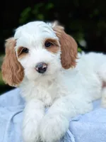 MiniHealthTestedTealGirl, a female Miniature Goldendoodle for sale in Candler, NC – Photo 2 of 9