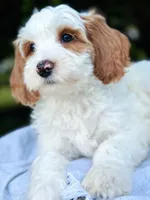 MiniHealthTestedTealGirl, a female Miniature Goldendoodle for sale in Candler, NC – Photo 7 of 9