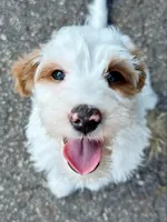 MiniHealthTestedTealGirl, a female Miniature Goldendoodle for sale in Candler, NC – Photo 6 of 9