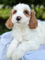 MiniHealthTestedTealGirl, a female Miniature Goldendoodle for sale in Candler, NC – Photo 8 of 9