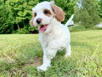 MiniHealthTestedTealGirl, a female Miniature Goldendoodle for sale in Candler, NC – Photo 9 of 9