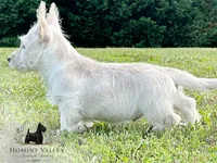 Lennox (wheaten), a male Scottish Terrier for sale in Candler, NC – 2 of 4