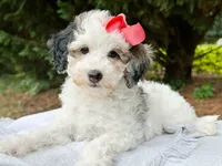 Shay-Petite/MiniOrthopedic&GeneticParents, a female Golden Mountain Doodle for sale in Candler, NC – 1 of 2