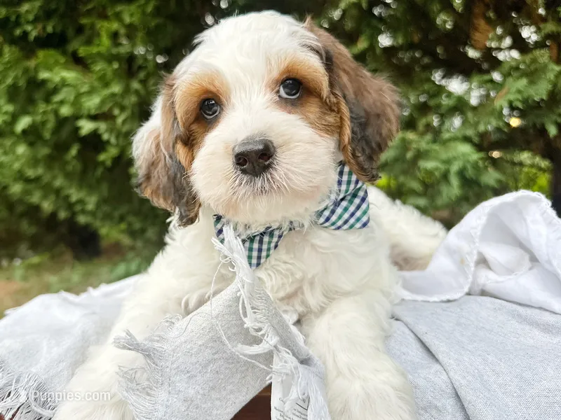 Stone-Petite/MiniOrthopedic&GeneticParents – Golden Mountain Doodle puppy for sale in Candler, NC