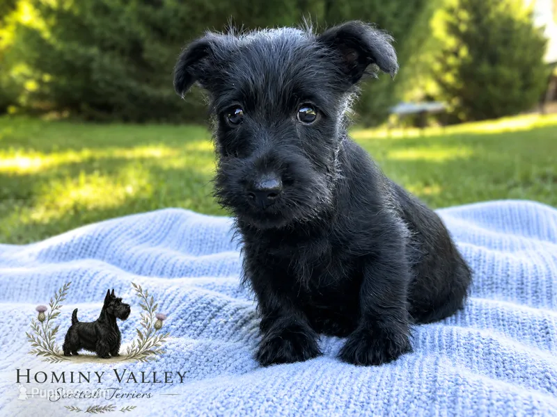 Lachlan – Scottish Terrier puppy for sale in Candler, NC