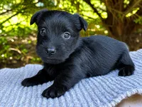 Lottie, a female Scottish Terrier for sale in Candler, NC – 3 of 4