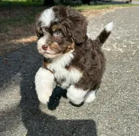 Wren-Petite/Mini-Genetic&OFAtestedParents, a female Miniature Bernedoodle for sale in Candler, NC – Photo 4 of 5