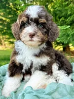 Wren-Petite/Mini-Genetic&OFAtestedParents, a female Miniature Bernedoodle for sale in Candler, NC – Photo 2 of 5