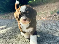 Wren-Petite/Mini-Genetic&OFAtestedParents, a female Miniature Bernedoodle for sale in Candler, NC – Photo 5 of 5