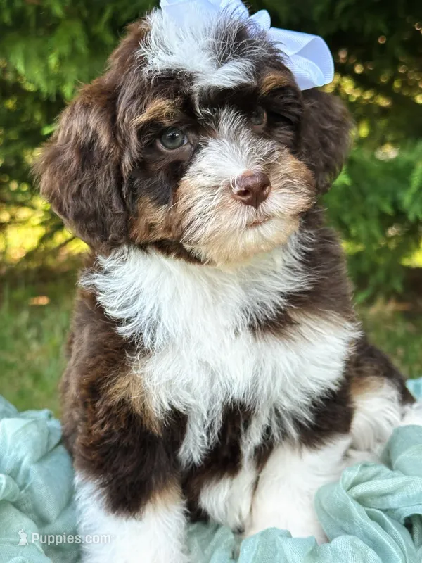 Wren-Petite/Mini-Genetic&OFAtestedParents, a female Miniature Bernedoodle for sale in Candler, NC – Photo 1 of 5