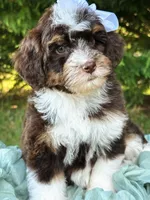 Wren-Petite/Mini-Genetic&OFAtestedParents, a female Miniature Bernedoodle for sale in Candler, NC – Photo 1 of 5
