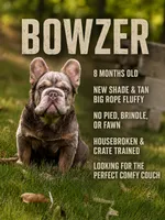 Bowzer-NewShade&TanBigRopeFluffy, a male French Bulldog for sale in Candler, NC – 1 of 3