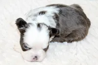 Karina-FluffyPandaHuskyTest 🍫, a female French Bulldog for sale in Candler, NC – Photo 8 of 8