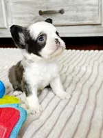 Karina-FluffyPandaHuskyTest 🍫, a female French Bulldog for sale in Candler, NC – Photo 2 of 8