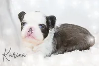 Karina-FluffyPandaHuskyTest 🍫, a female French Bulldog for sale in Candler, NC – Photo 7 of 8