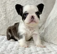 Karina-FluffyPandaHuskyTest 🍫, a female French Bulldog for sale in Candler, NC – Photo 4 of 8