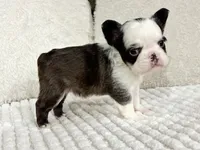 Karina-FluffyPandaHuskyTest 🍫, a female French Bulldog for sale in Candler, NC – Photo 5 of 8