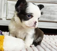 Karina-FluffyPandaHuskyTest 🍫, a female French Bulldog for sale in Candler, NC – Photo 1 of 8
