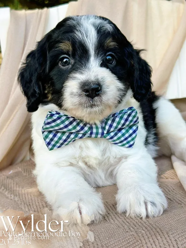 Walker – Miniature Bernedoodle puppy for sale in Candler, NC