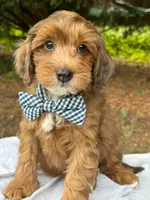 Spencer-Petite/MiniOrthopedic&GeneticParents, a male Golden Mountain Doodle for sale in Candler, NC – 2 of 2