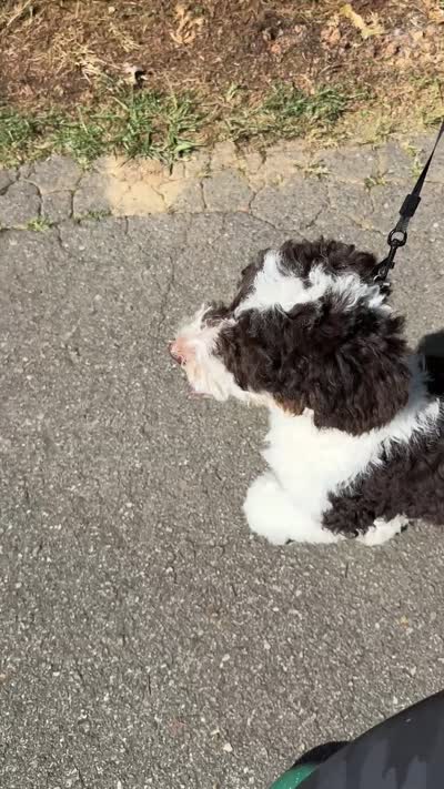🎣 Huckleberry 🎣 TRAINED-OFA&GenTestedParents, a male Goldendoodle for sale in Candler, NC – 6 of 6