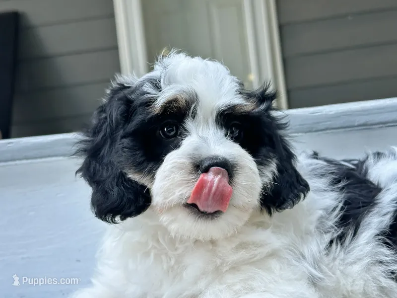Reef-Mini/Petite w OFA/GenTestedParents – Miniature Bernedoodle puppy for sale in Candler, NC