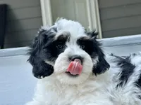 Reef-Mini/Petite w OFA/GenTestedParents, a male Miniature Bernedoodle for sale in Candler, NC – 1 of 5