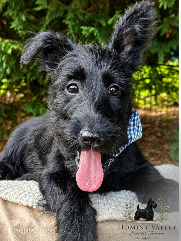 Laird – Scottish Terrier puppy for sale in Candler, NC