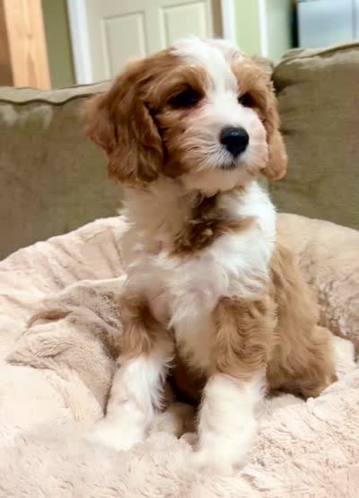 Cody, a male Miniature Goldendoodle for sale in Candler, NC – 6 of 6