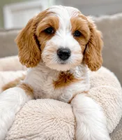 Cody, a male Miniature Goldendoodle for sale in Candler, NC – 2 of 6