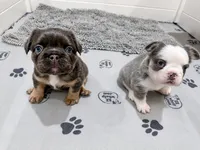 HUSKYFLUFFYTESTABLE, a male French Bulldog for sale in Candler, NC – 5 of 6