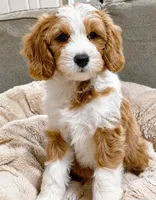 Cody, a male Miniature Goldendoodle for sale in Candler, NC – 3 of 6