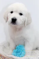 HEALTHTESTEDGIRL4, a female English Cream Golden Retriever for sale in Candler, NC – Photo 2 of 3