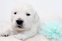 HEALTHTESTEDGIRL4, a female English Cream Golden Retriever for sale in Candler, NC – Photo 3 of 3