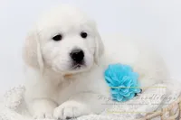 HEALTHTESTEDGIRL4, a female English Cream Golden Retriever for sale in Candler, NC – Photo 1 of 3