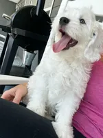 Lake-Mini/Petite, a male Miniature Bernedoodle for sale in Candler, NC – 5 of 5
