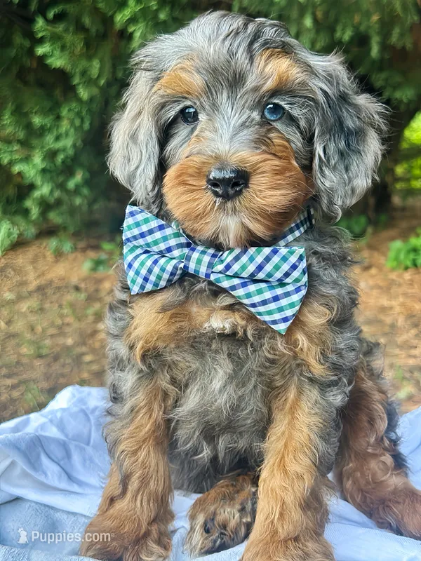 Sylas – Golden Mountain Doodle puppy for sale in Candler, NC