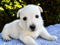 Lennox (wheaten), a male Scottish Terrier for sale in Candler, NC – 2 of 3