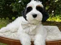 Maple-Petite-OFA&GeneticParents, a female Miniature Goldendoodle for sale in Candler, NC – 1 of 8