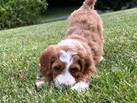 Lainey, a female Miniature Goldendoodle for sale in Candler, NC – 2 of 5
