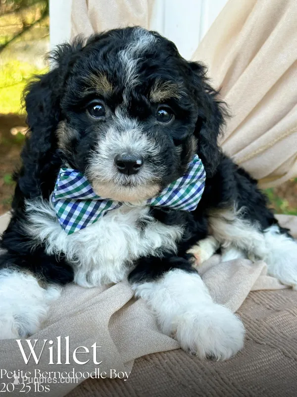 Willet – Miniature Bernedoodle puppy for sale in Candler, NC